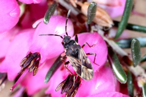 Scolopostethus decoratus